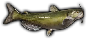 Green Catfish Side View PNG Image