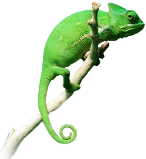 Green Chameleonon Branch.png PNG Image