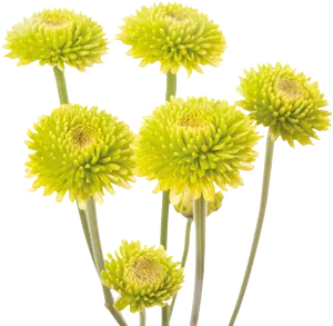 Green Chrysanthemums Transparent Background PNG Image