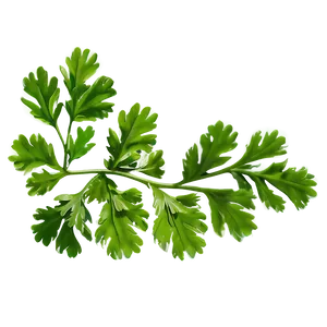 Green Cilantro Leaves Png Vaj11 PNG Image