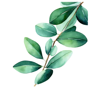 Green Eucalyptus Watercolor Illustration Png 65 PNG Image