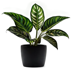 Green Floor Plant Png 27 PNG Image