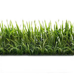 Green Grass Patch Png 06262024 PNG Image