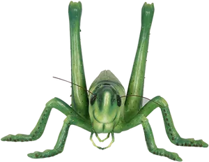 Green Grasshopper Front View PNG Image