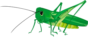 Green Grasshopper Illustration PNG Image