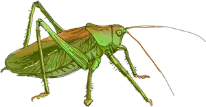 Green Grasshopper Illustration PNG Image