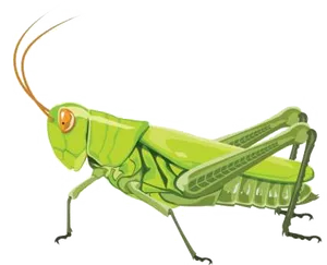 Green Grasshopper Illustration.png PNG Image