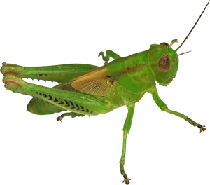 Green Grasshopper Isolated Background PNG Image