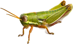 Green Grasshopper Isolated.png PNG Image