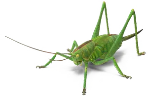 Green Grasshopper Transparent Background PNG Image