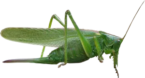 Green Grasshopper Transparent Background PNG Image