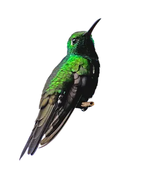 Green Hummingbird Black Background PNG Image