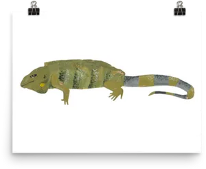 Green Iguana Illustration PNG Image