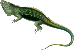 Green Iguana Illustration PNG Image