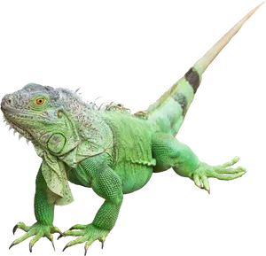 Green Iguana Isolated Portrait PNG Image