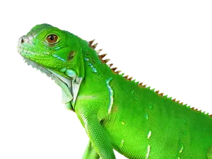 Green Iguana Portrait PNG Image