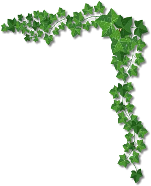 Green Ivy Corner Decoration PNG Image