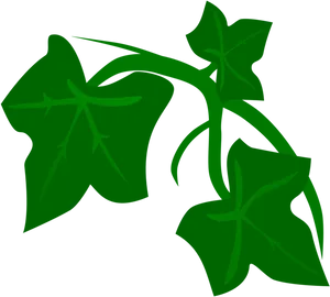 Green Ivy Vector Illustration PNG Image