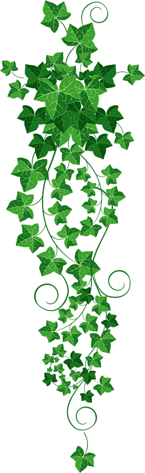 Green Ivy Vine Graphic PNG Image