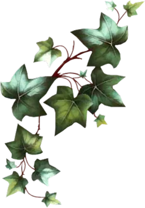 Green Ivy Vine Transparent Background PNG Image