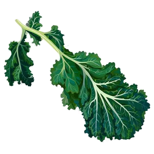 Green Kale Leaf Png 06252024 PNG Image