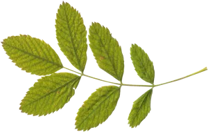 Green Leaf Branch Black Background PNG Image