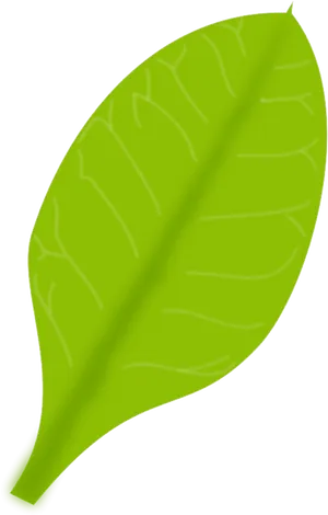 Green Leaf Illustration PNG Image