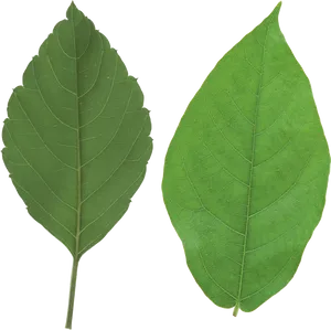 Green Leaf Pair Transparent Background PNG Image