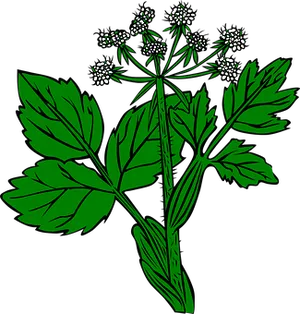 Green Leaf Plant Illustration PNG Image