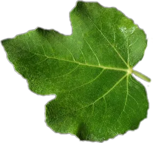 Green Leaf Texture Closeup PNG Image