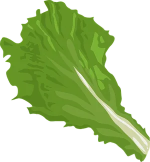 Green Leaf Vector Illustration PNG