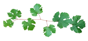 Green Leafy Branch Against Black Background PNG Image