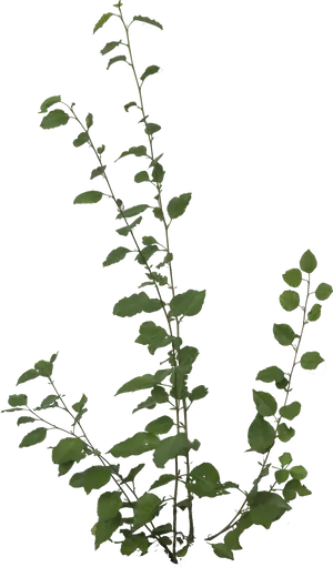 Green Leafy Branches Black Background PNG Image