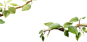 Green Leafy Tree Branch.png PNG Image