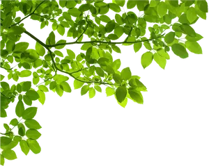 Green Leaves Black Background.jpg PNG Image