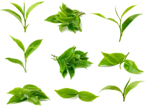 Green Leaves Collection Black Background PNG Image