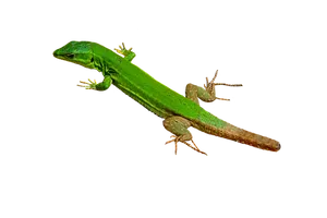 Green Lizard Black Background PNG Image