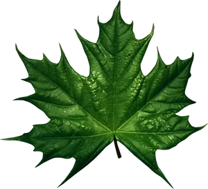 Green Maple Leaf Water Droplets.png PNG Image