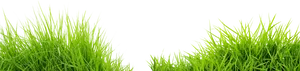 Green Meadow Grass Isolated PNG Image