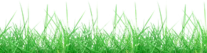 Green Meadow Grass Texture PNG