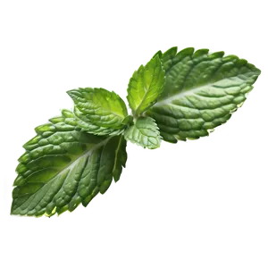 Green Mint Leaf Png Thd PNG Image