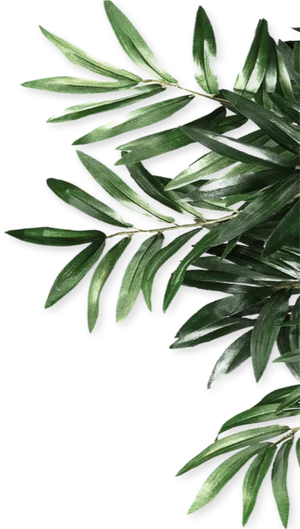 Green Olive Leaves Against Black Background.jpg PNG Image