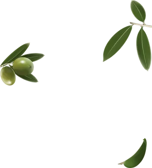 Green Olives Branch Blue Background PNG Image