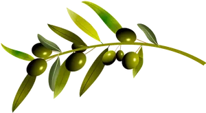 Green Olives Branch Illustration PNG Image