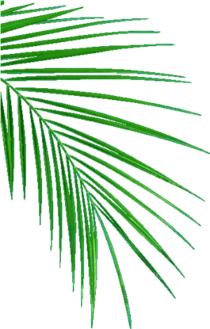 Green Palm Frond Abstract PNG Image