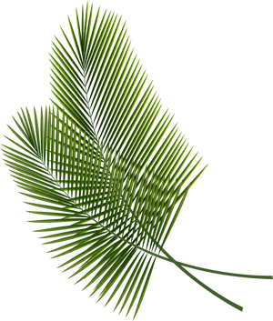 Green Palm Frond Isolated PNG Image