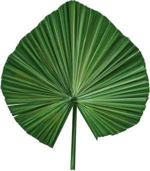 Green Palm Leaf Fan Shape PNG Image