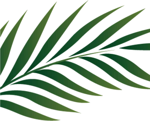 Green Palm Leaf Graphic PNG Image