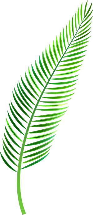 Green Palm Leaf Graphic PNG Image