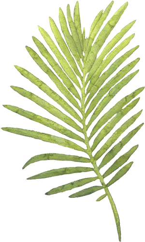 Green Palm Leaf Isolated PNG Image